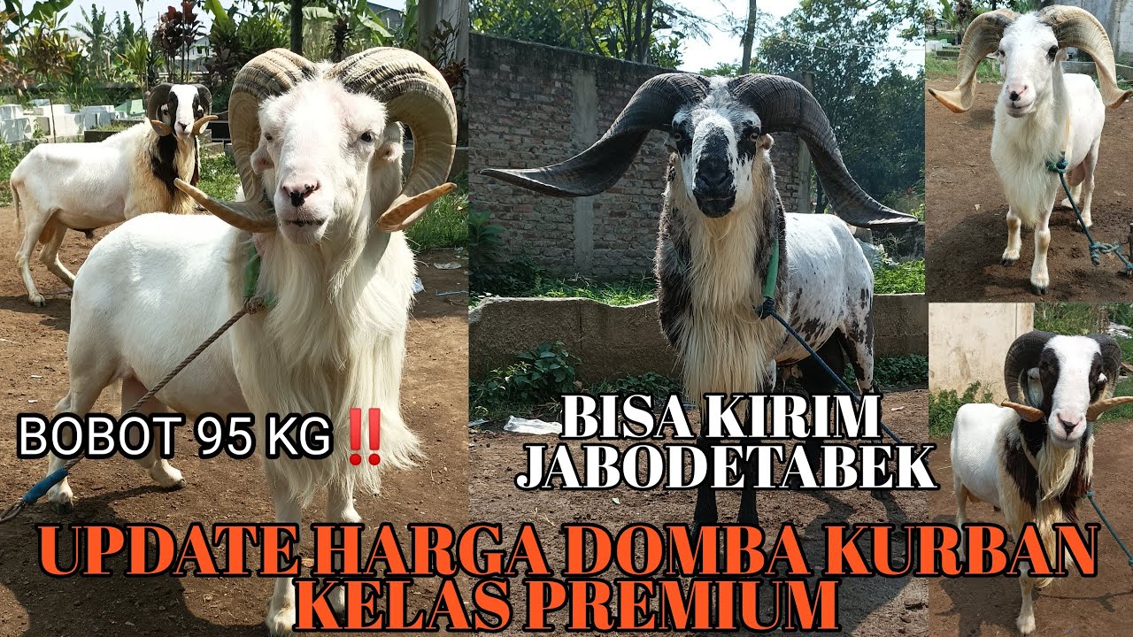 Update terbaru harga domba garut pejantan super untuk kurban tanduk mewah langsung dari kandang‼️
