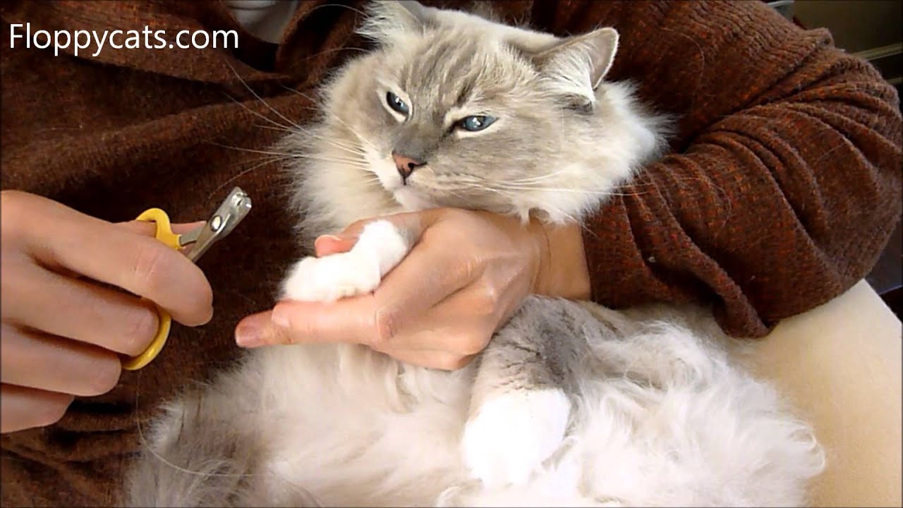 How to Cut Cat Claws - Ragdoll Cat Trigg Shows How It's Done - ねこ - ラグドール - Floppycats
