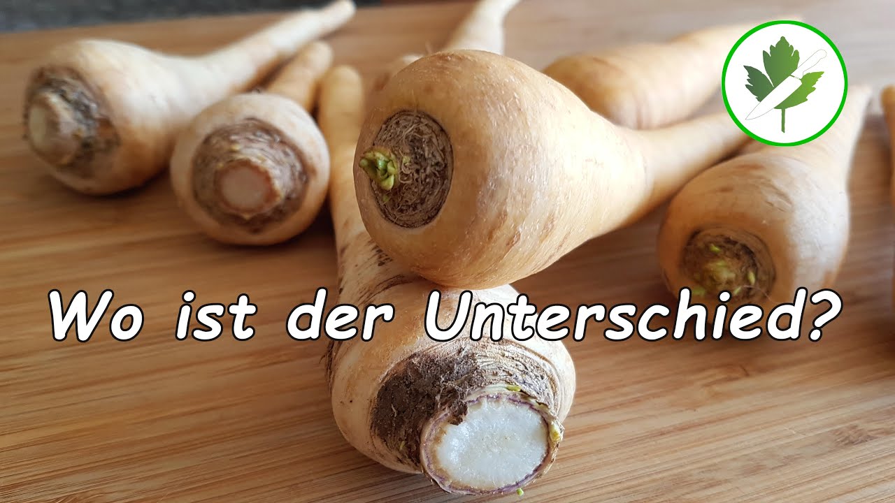 Pastinaken und Petersilienwurzel - Wo ist der Unterschied? #Warenkunde