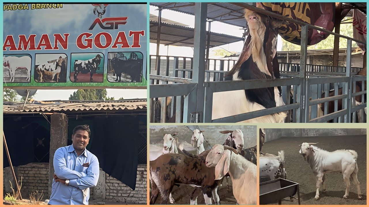 𝐀𝐌𝐀𝐍 𝐆𝐎𝐀𝐓 𝐅𝐀𝐑𝐌 𝐏𝐀𝐃𝐆𝐇𝐀 𝐄𝐊𝐃𝐔𝐌 𝐇𝐈𝐆𝐇𝐖𝐀𝐘 𝐓𝐎𝐔𝐂𝐇 & 𝐊𝐈𝐍𝐆 𝐒𝐈𝐙𝐄 𝐅𝐀𝐑𝐌 𝐇𝐀𝐌𝐀𝐑𝐄 𝐍𝐀𝐔𝐒𝐇𝐀𝐃 𝐁𝐇𝐀𝐈 𝐍𝐄 𝐊𝐀𝐑𝐖𝐀𝐘𝐀 𝐏𝐔𝐑𝐀 𝐓𝐎𝐔𝐑.