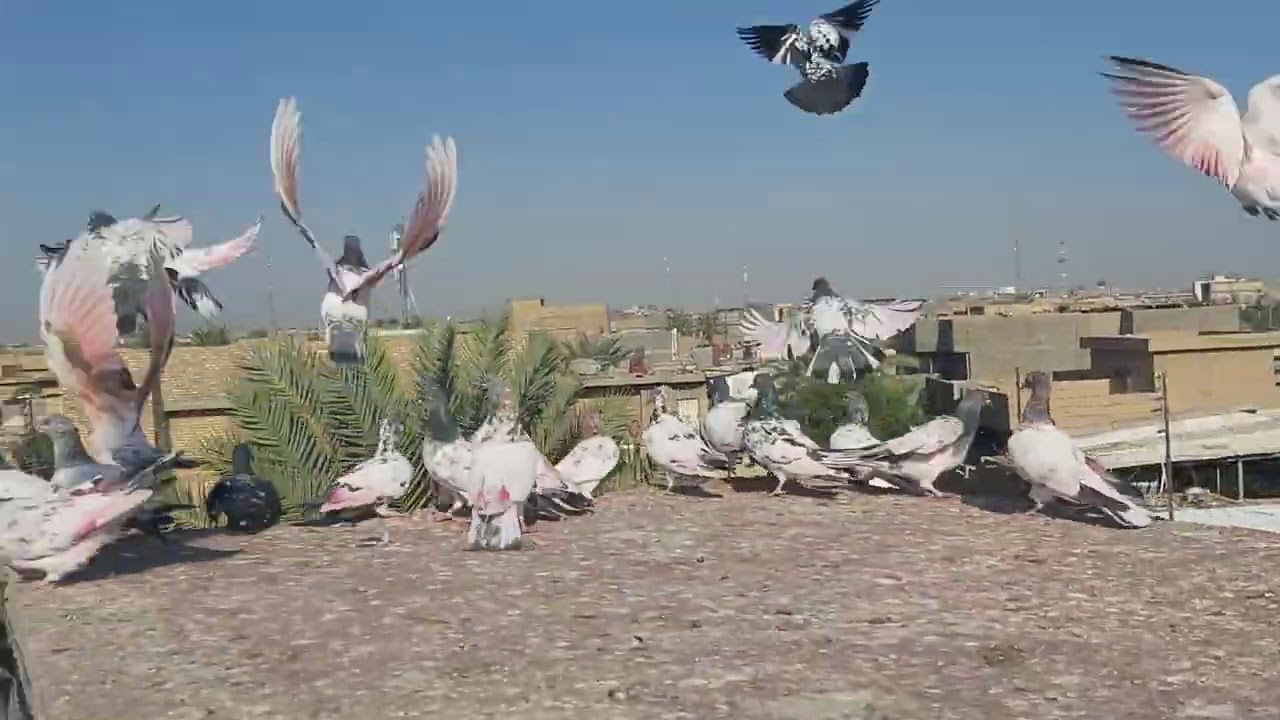 طيور الفلوجه