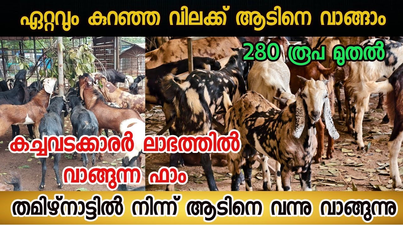 കേരളത്തിൽ ഏറ്റവും കുറഞ്ഞ വിലക്ക് ആടിനെ വാങ്ങാം|കച്ചവടക്കാരർ ലാഭത്തിൽ വാങ്ങുന്ന ഫാം #goatfarming