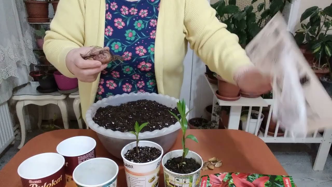 LİLYUM (LİLİUM) SOĞAN DİŞLERİNDEN ÜRETİM NASIL YAPILIR ?