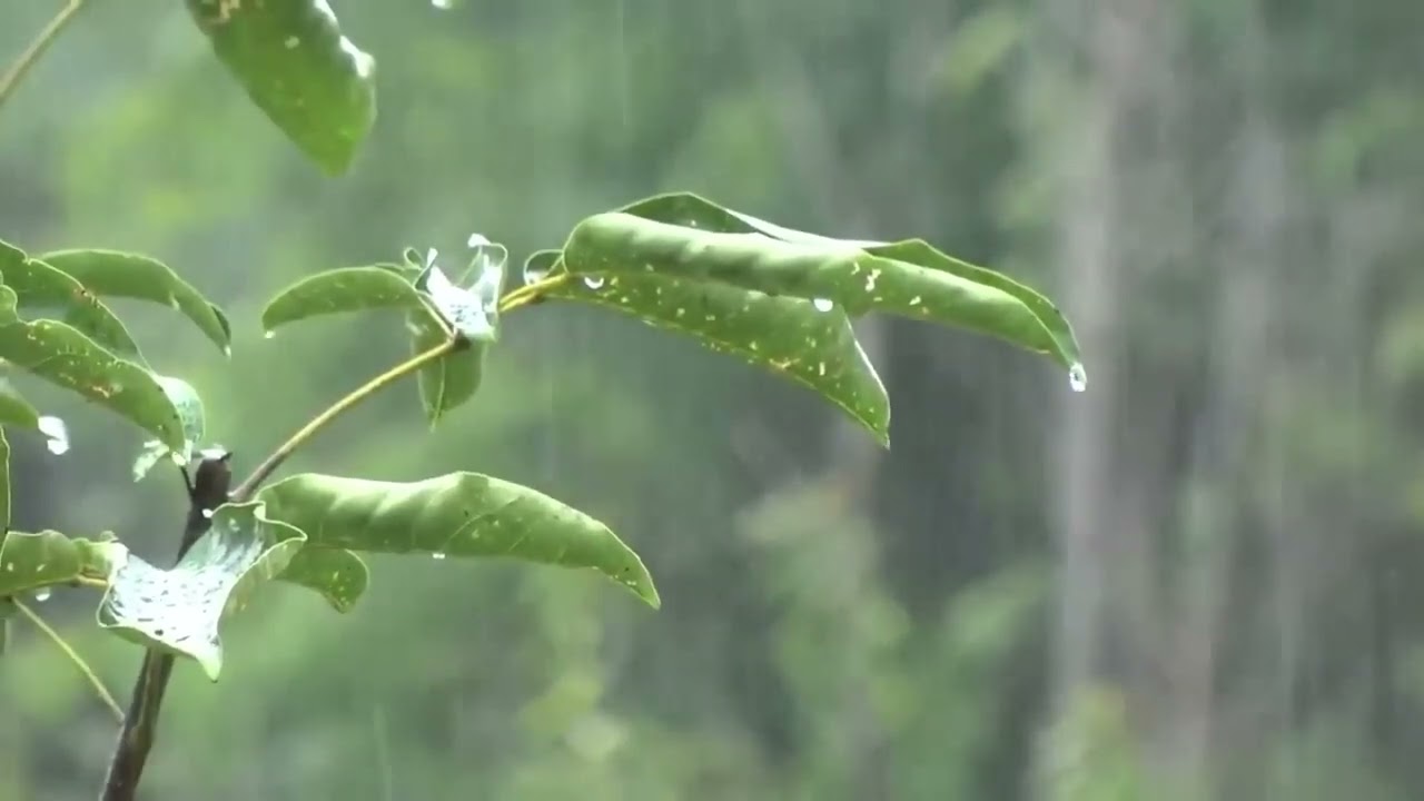 Relaxing rain sounds Ideal intens 8 hours for better sleep ...... ploaie