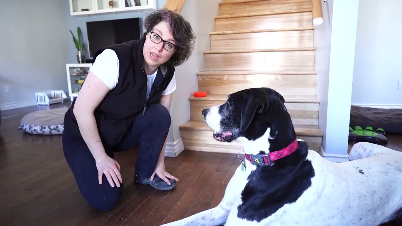 Comment faire arrêter son chien de japper à la porte.