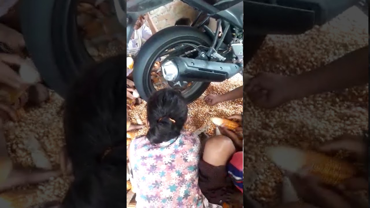 Cara cepat pretelin jagung