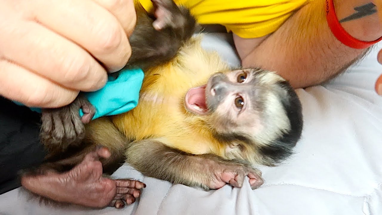 Baby Monkey TICKLES on the Bed!