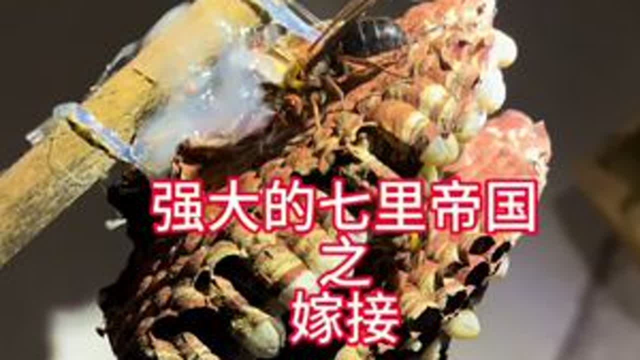 强大的七里帝国从嫁接开始！喜欢七里的关注我，我会持续更新这窝七里的发展动态！#马蜂养殖  #七里嫁接#七里胡蜂 #马蜂战神