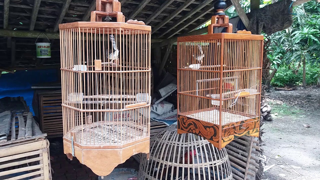 Ciblek juara 1 di jawa tengah
