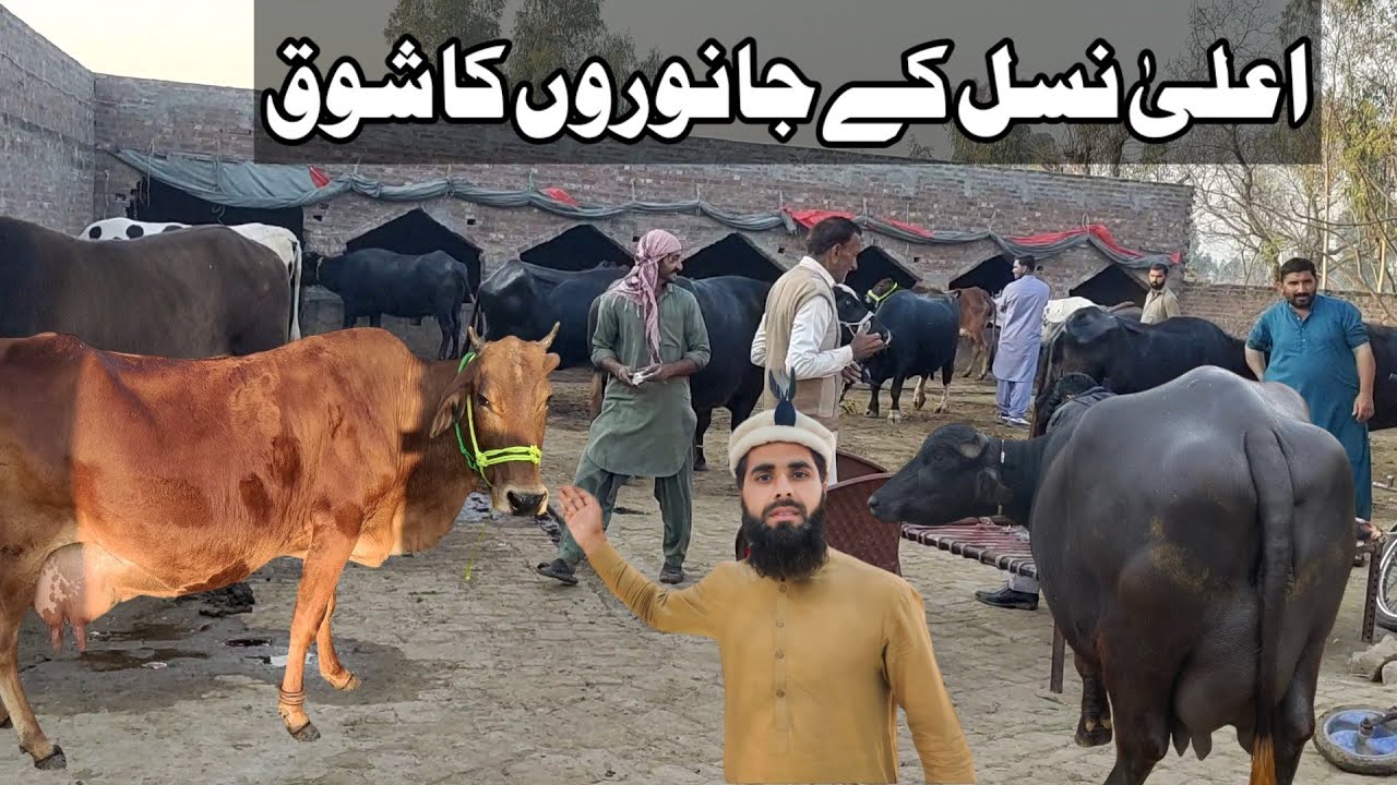 Ala nasal Kay Janvaron ka shoq kia |YouTube vloger |Azeem Anjum Rajpoot|Vlog 