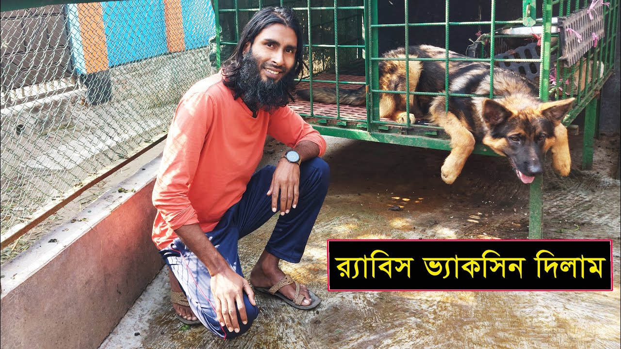 জার্মান শেফার্ড টাইসনকে র‌্যাবিস ভ্যাকসিনের বুস্টার ডোজি দিলাম || 01988883104 || Goats
