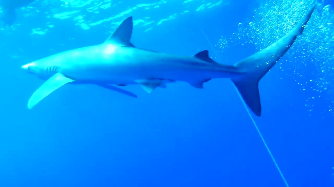 Blue Sharks of Condor Bank | Tiburones Azules del Condor Bank - Faial, Azores #scuba #diving #travel