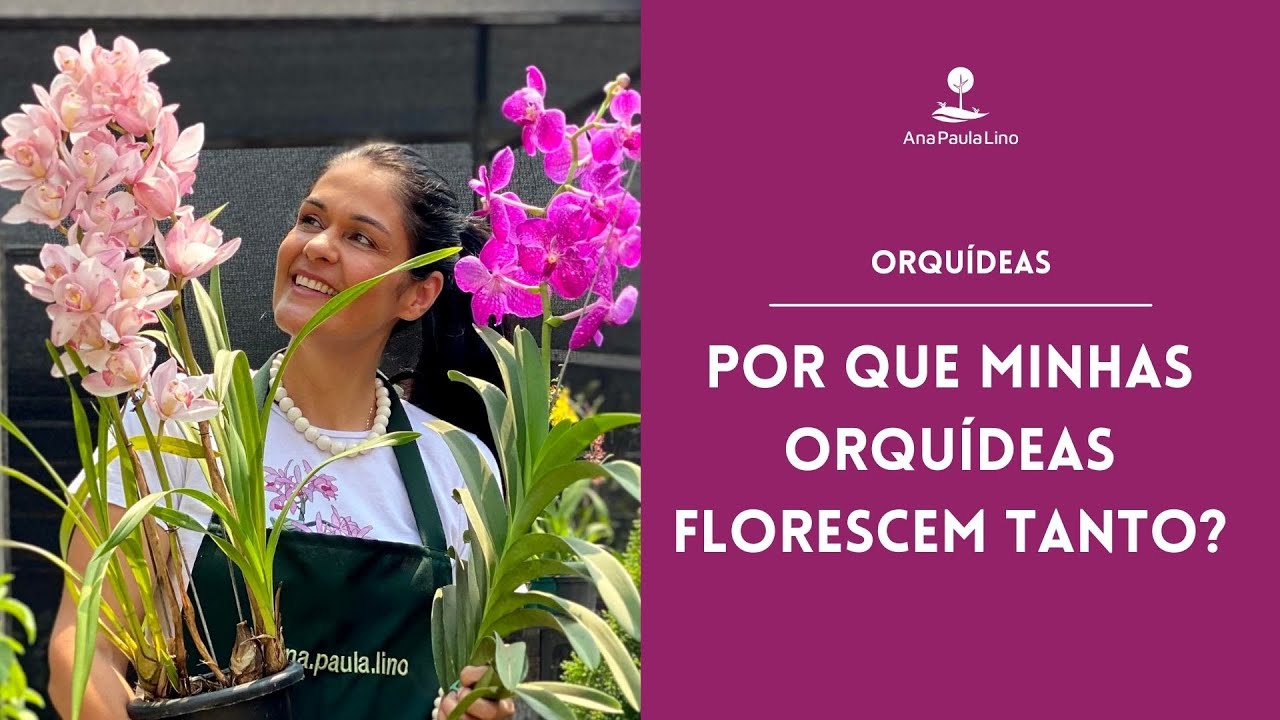 ORQUÍDEAS: Por que minhas Orquídeas não dão flores?