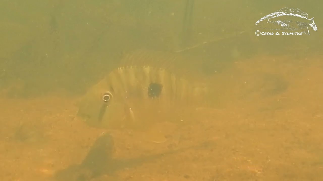 Gymnogeophagus balzanii