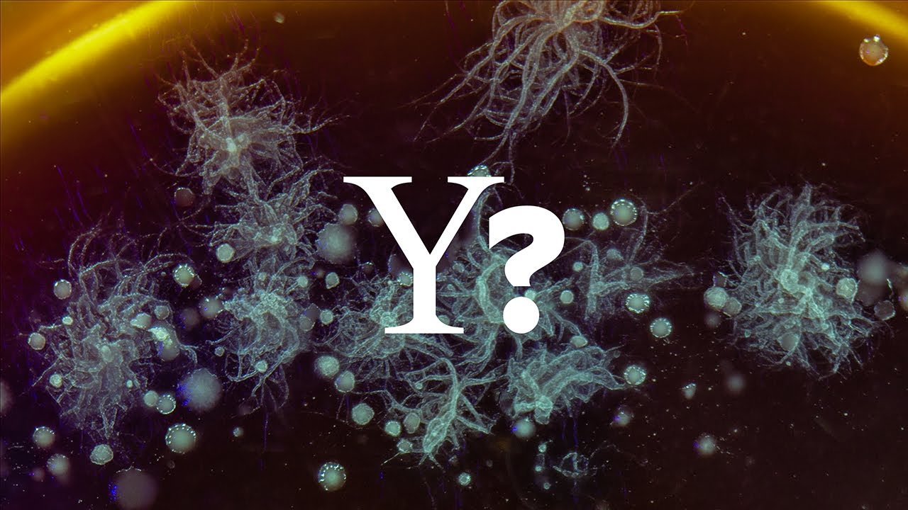 Cancers in younger adults are on the rise. Why?