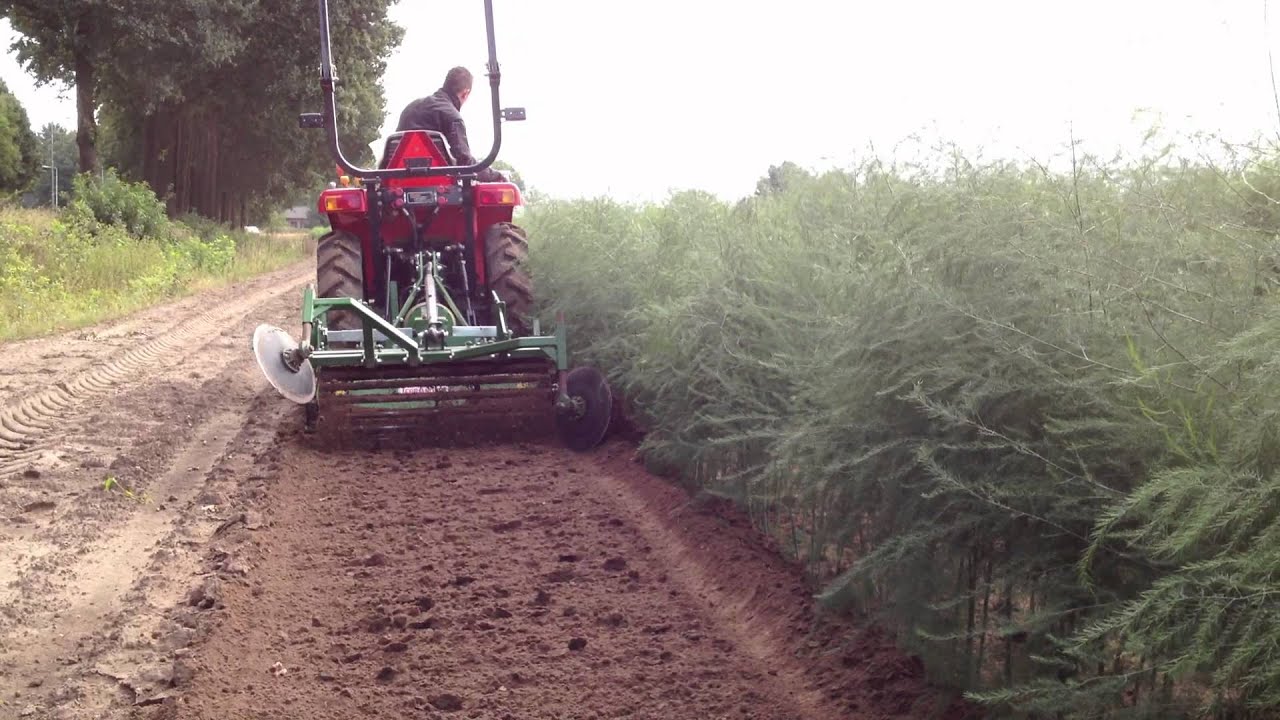 Mechanical weed control in young asparagus