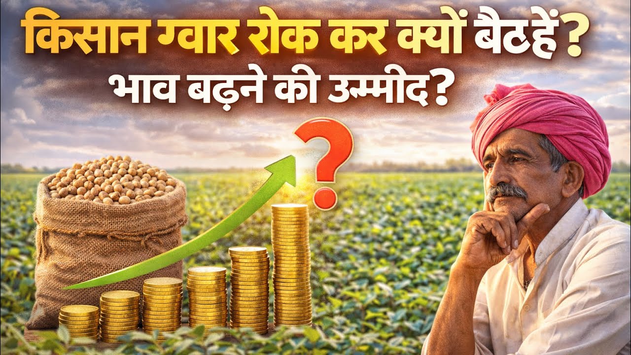 किसान ग्वार रोक कर क्यों बैठे हैं? | क्या भाव बढ़ने वाले हैं? 