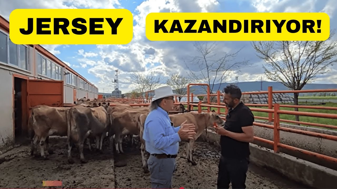 Yatırımını Jersey İneklerine Çevirdi ve Kazanıyor!