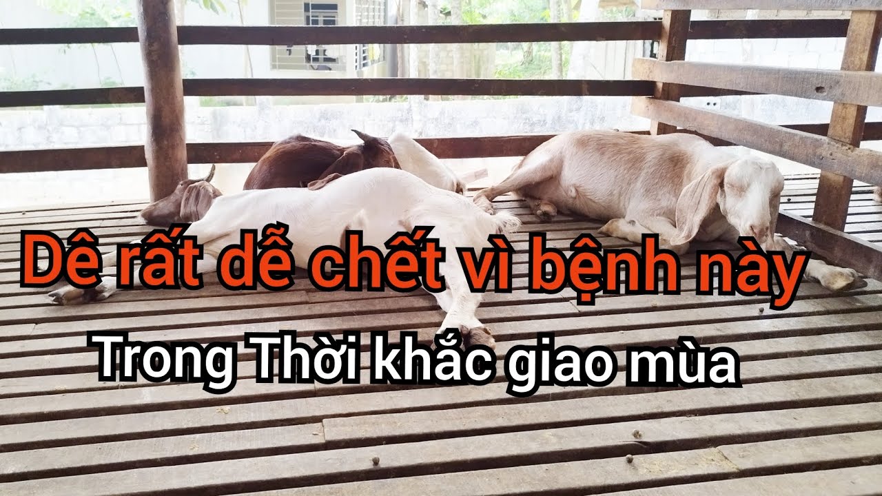 D&ecirc; bị tụ huyết tr&ugrave;ng v&agrave; c&aacute;ch điều trị.lừ đừ.bỏ ăn.thở gấp.chướng hơi(ae mới nu&ocirc;i cần ch&uacute; &yacute;)
