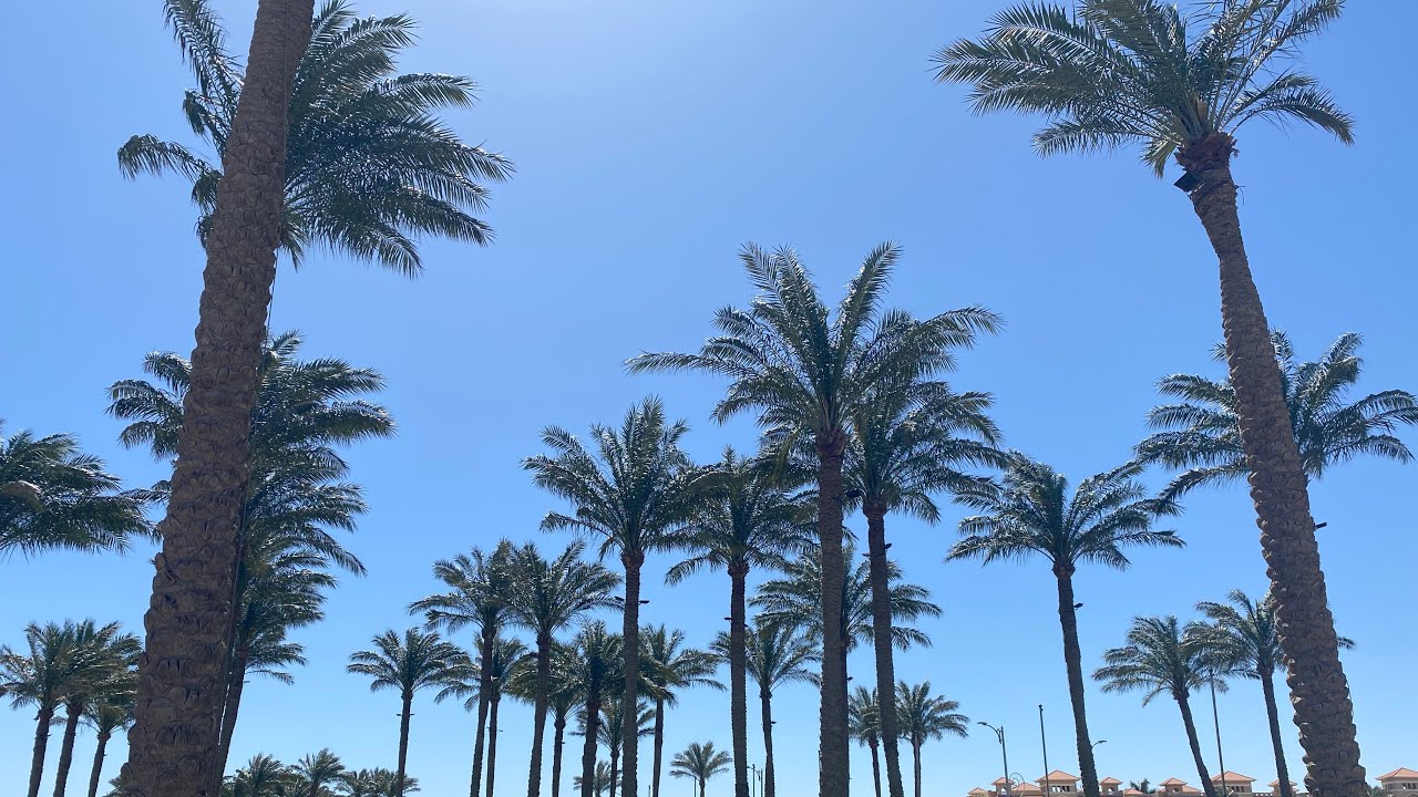 Morning walk in Egypt🇪🇬