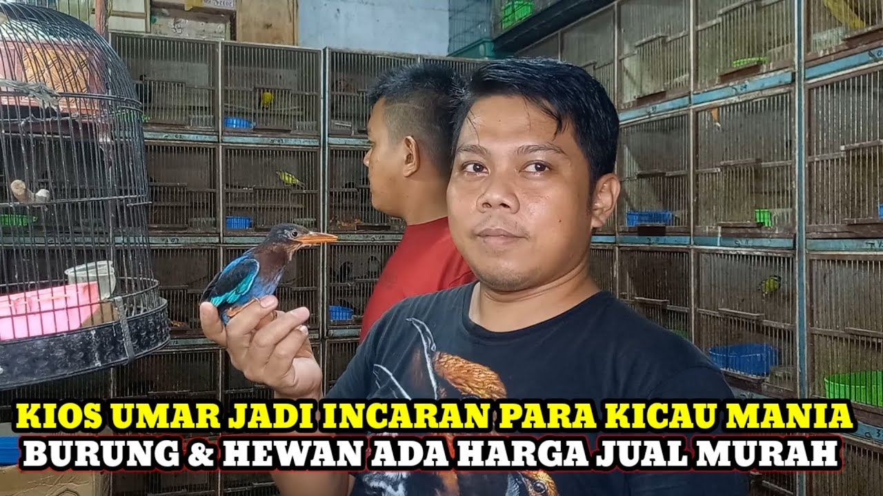 JADI INCARAN KICAU MANIA!!CEK HARGA BURUNG DAN HEWAN DIKIOS UMAR PASAR BURUNG PRAMUKA HARI INI