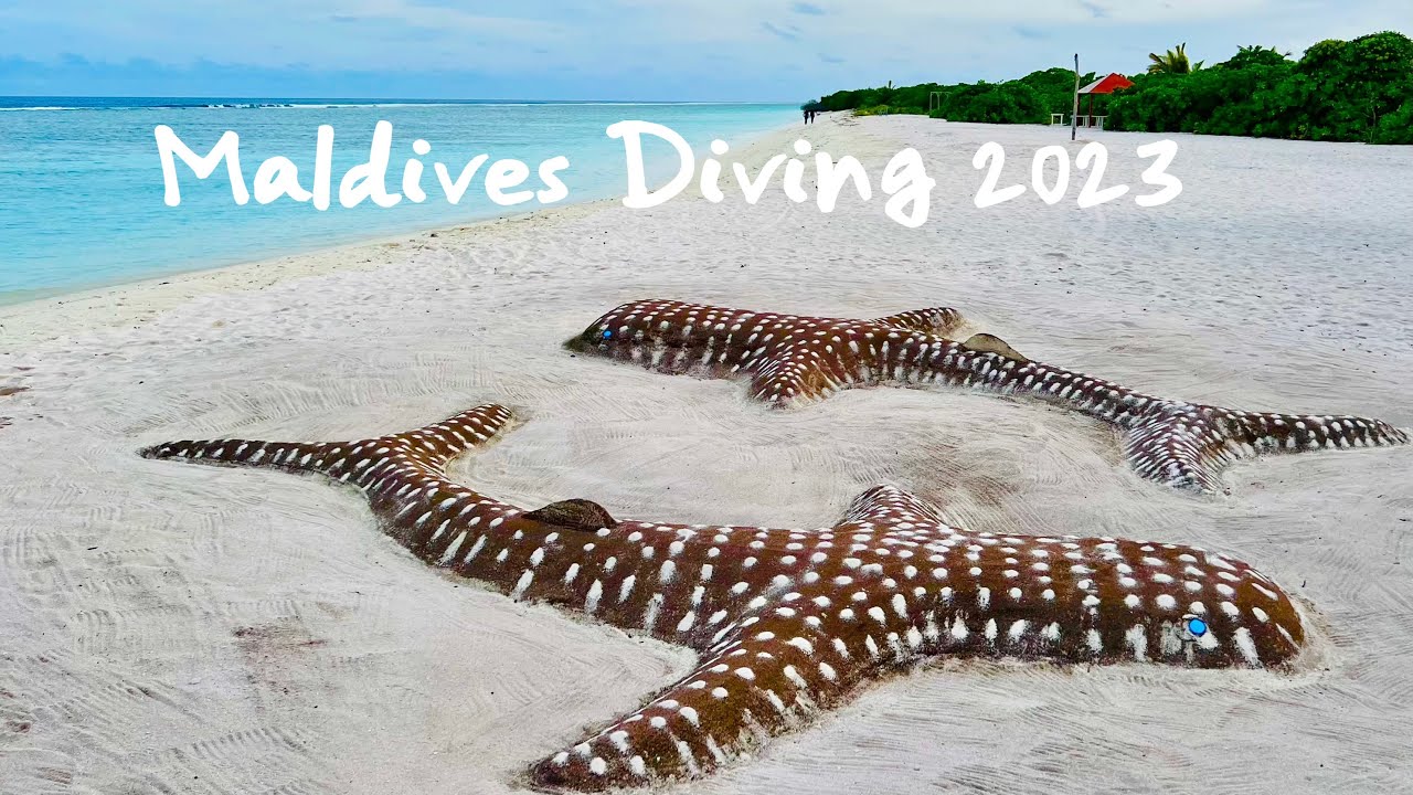 Maldives Diving South Ari Atoll 4K