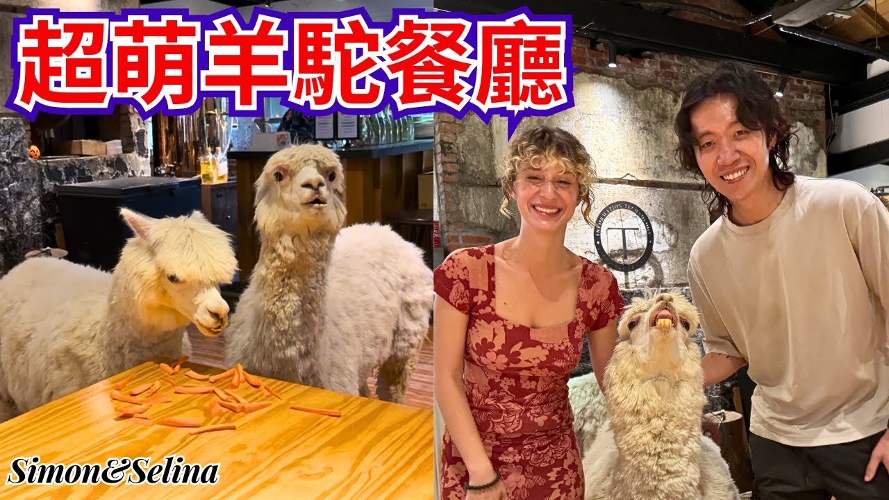An American girl visited David's Little Sheep, an alpaca restaurant located on Yangmingshan Mount...