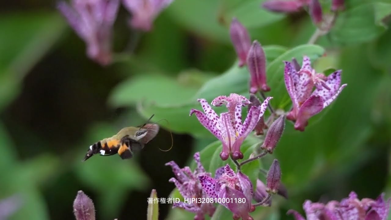 ホトトギスに来たホウジャク２種　SONY α9III FHD240fps→480fps Hummingbird hawk-moth