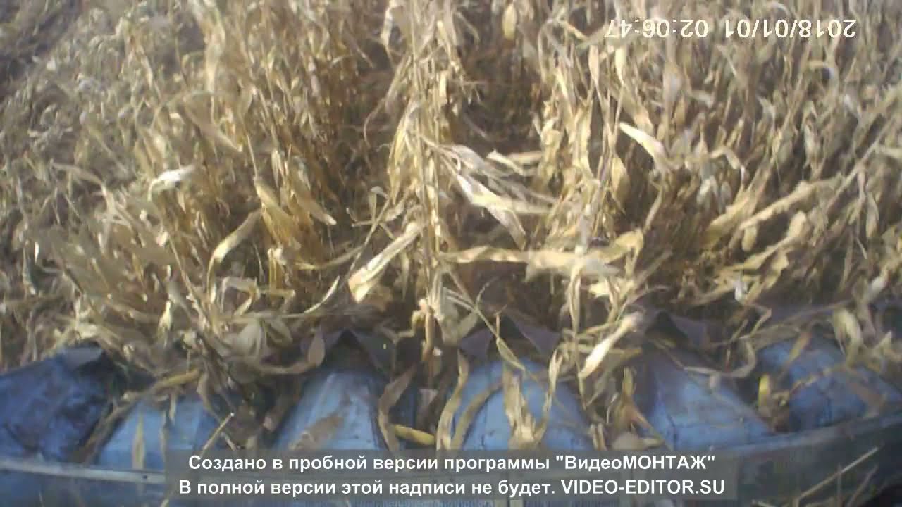 уборка кукурудзи ДБ Хотин@