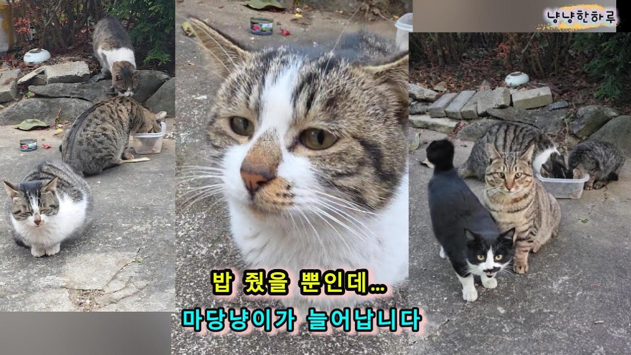 자꾸만 늘어나는 마당냥이들, 보고만 있어도 힐링입니다 #길고양이 #마당냥이  #cat #catshorts #straycat #생명존중 #길고양이돌보기