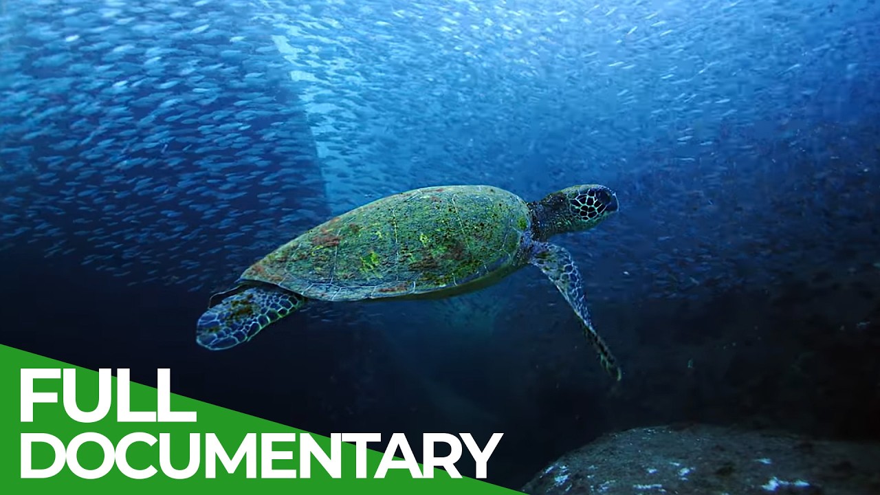 Mexico's Underwater Wildlife Kingdom | Free Documentary Nature
