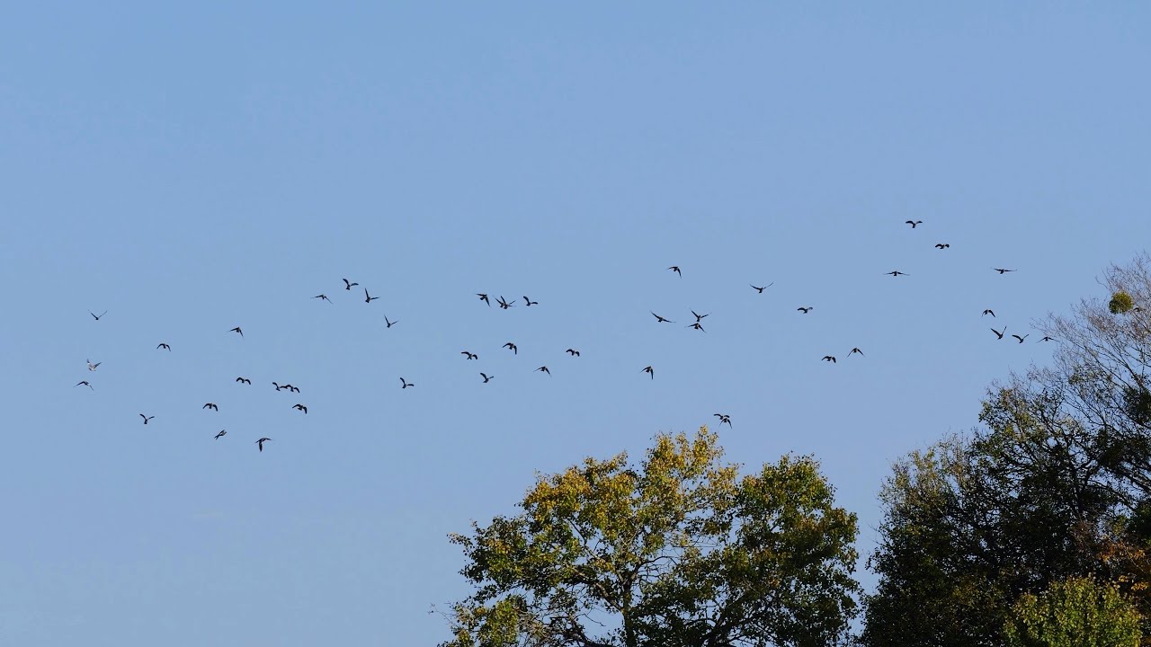 Octobre, la grande migration des ramiers et autres passereaux bat son plein en Franche Comté