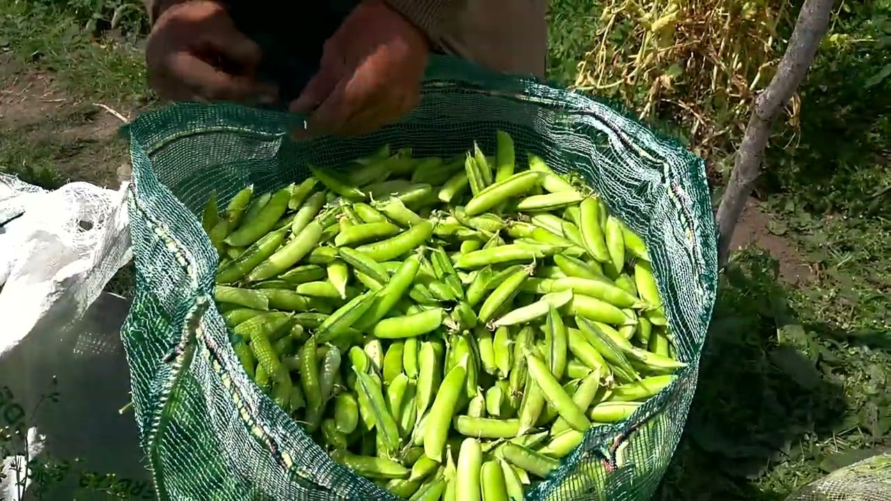 Cosecha de arveja