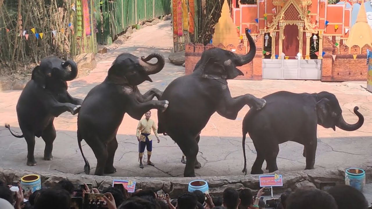 Elephant Show - Safari World, Thailand
