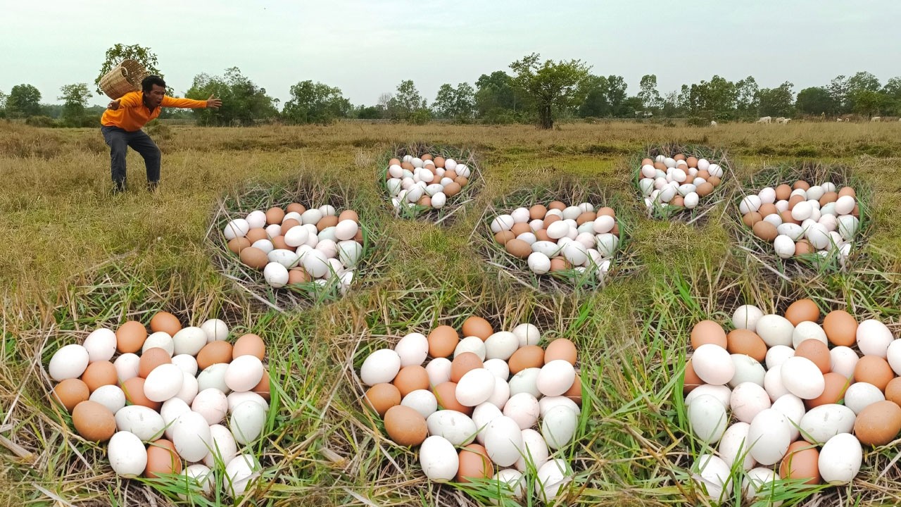 amazing! pick a lot of eggs on the hive under a tree pick by hand