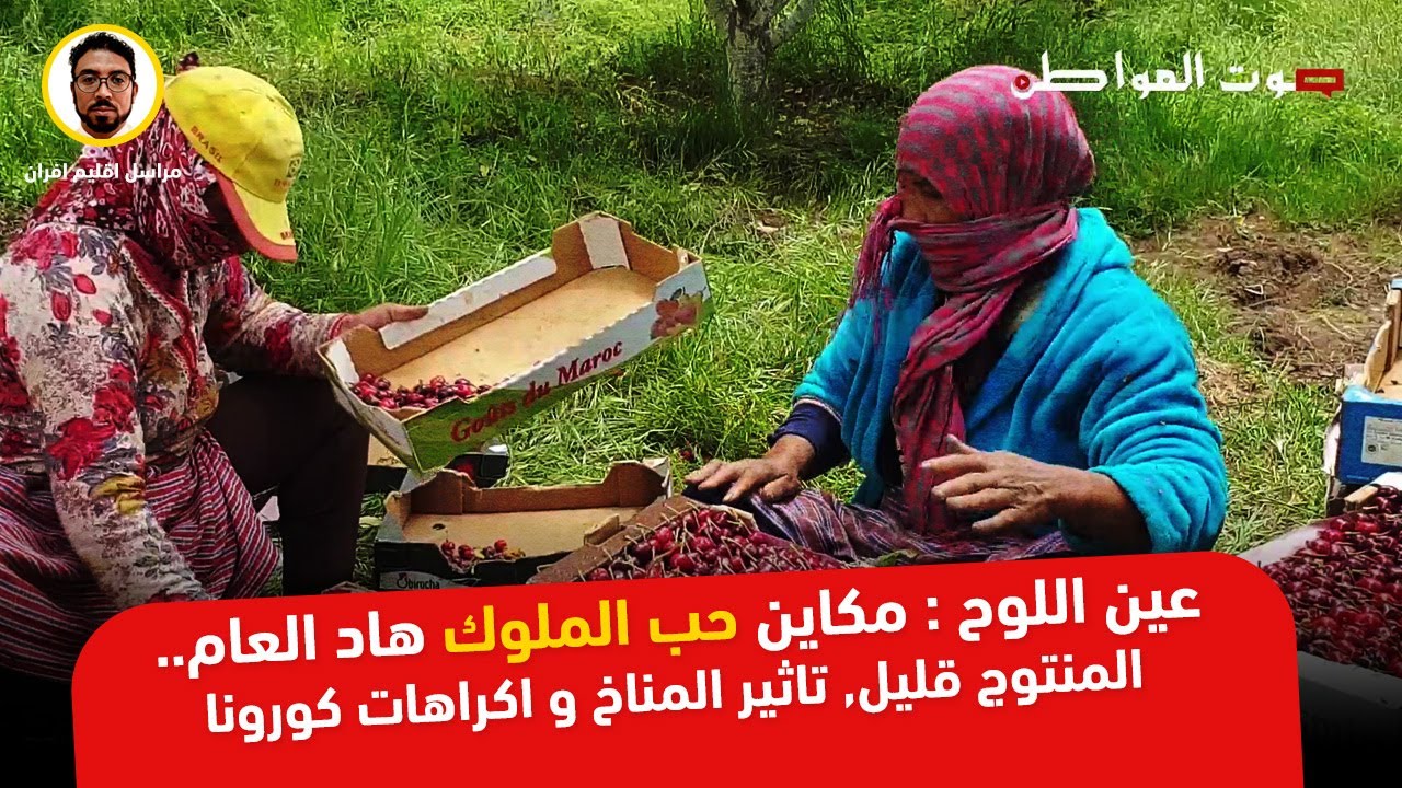 عين اللوح.. مكاين حب الملوك هاد العام.. المنتوج قليل, تاثير المناخ و اكراهات كورونا