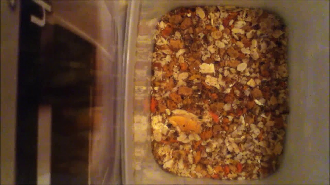 Dermestids: Attagenus unicolor Time-Lapse #15