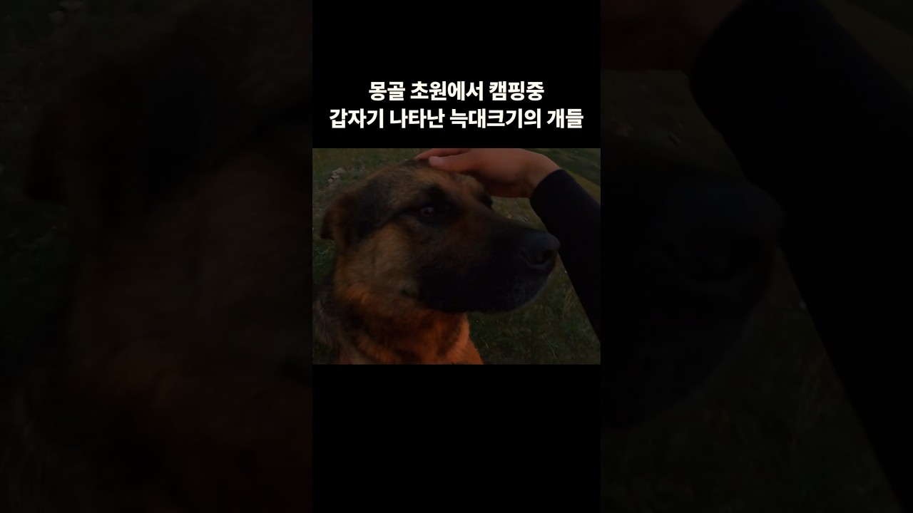 몽골 초원에서 캠핑중 갑자기 나타난 늑대크기의 개들