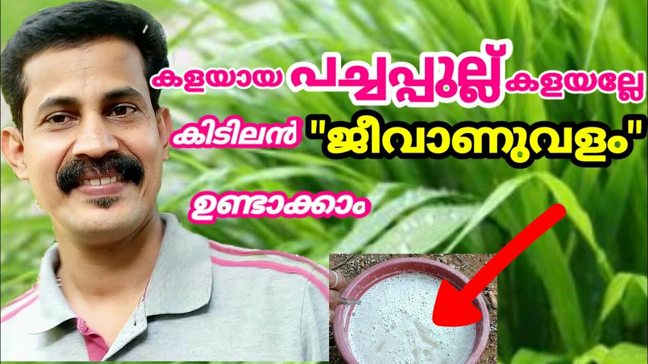 കളയായ പച്ചപ്പുല്ല് കളയല്ലേ അടിപ്പൊളി വളം ഉണ്ടാക്കാം / best organic fertilizer/ Btech mix media