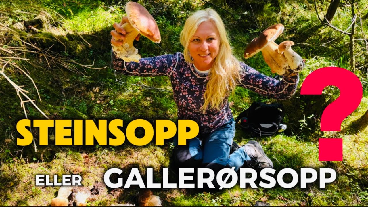 Steinsopp eller Galler&oslash;rsopp? 🍄 Slik unng&aring;r du &aring; ta feil!