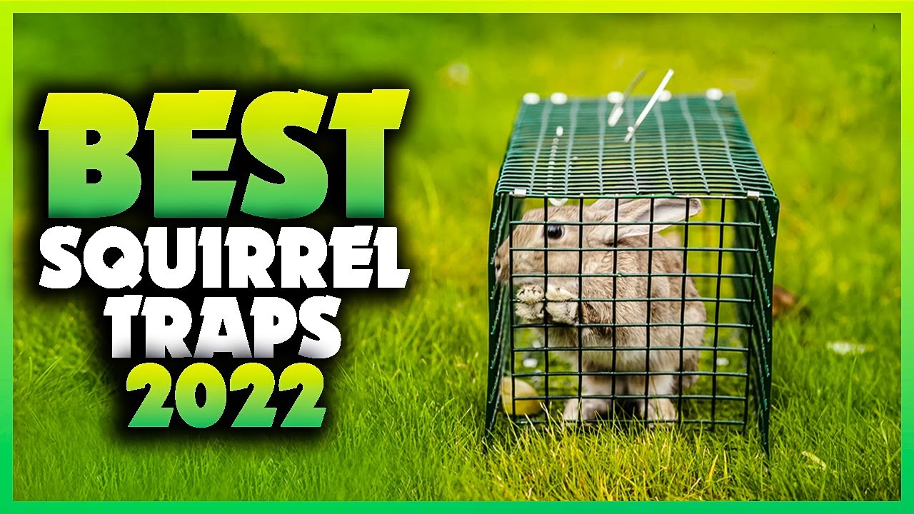 Top 5 Best Squirrel Traps You can Buy Right Now [2023]