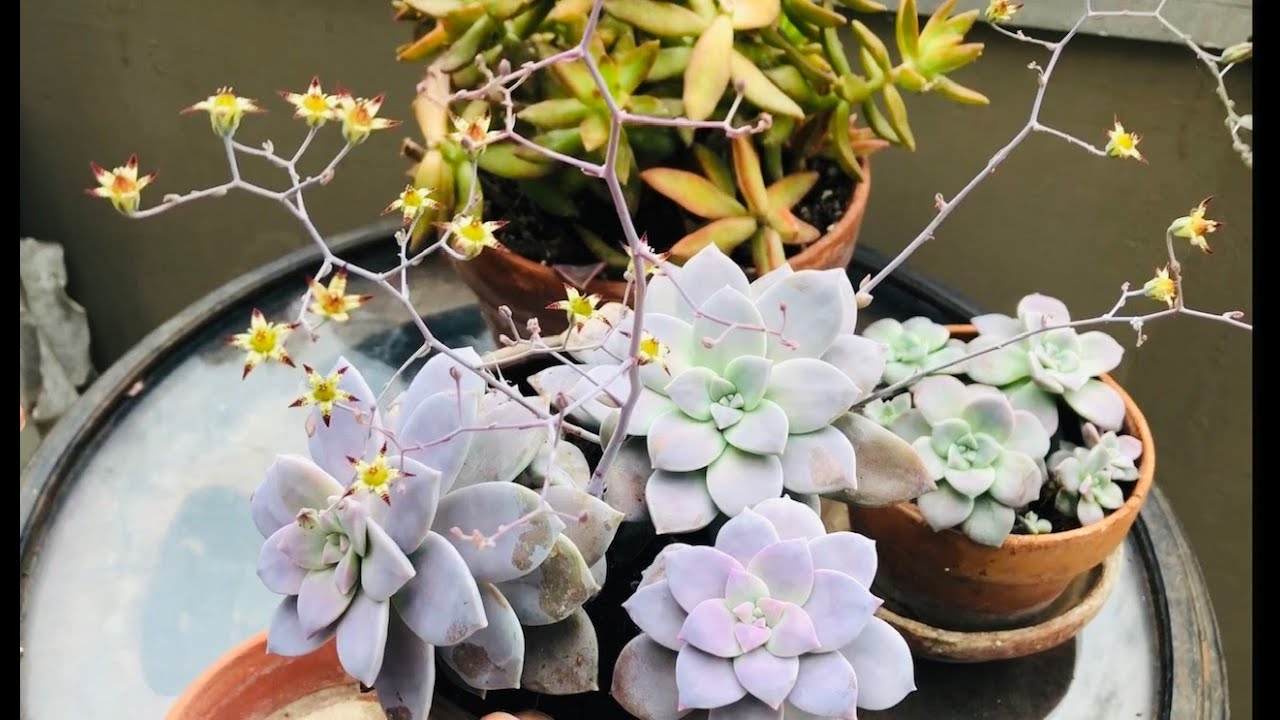 Echeverias, Graptopetalums, Graptosedums and Graptoverias Update and Propagation