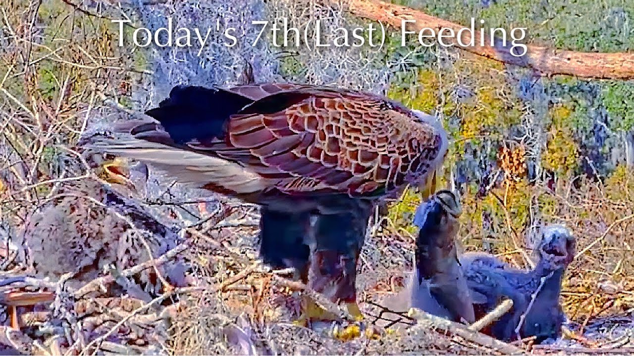 #241🦅🐥35°🐥30°／Winter Park Eagle Nest 2026／Against All Odds:One-Eyed Mom／Wink💗Atlas