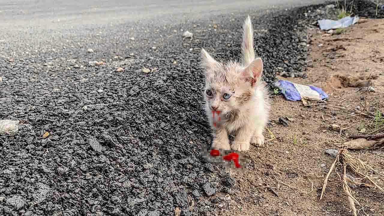 Грязный котёнок, брошенный на шоссе, плачет и просит о помощи, ему повезло, что я его усыновил!