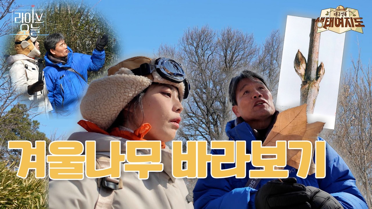겨울나무🌳 바라보기 in 경산 자연마당  | 라이브오늘 대구경북 생태여지도 🗺️   | 260210