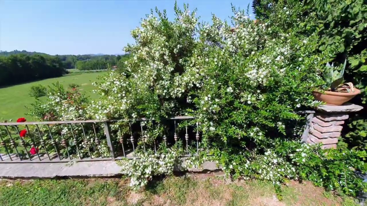 Mirto: come curarlo per avere una moltitudine di fiori e bacche