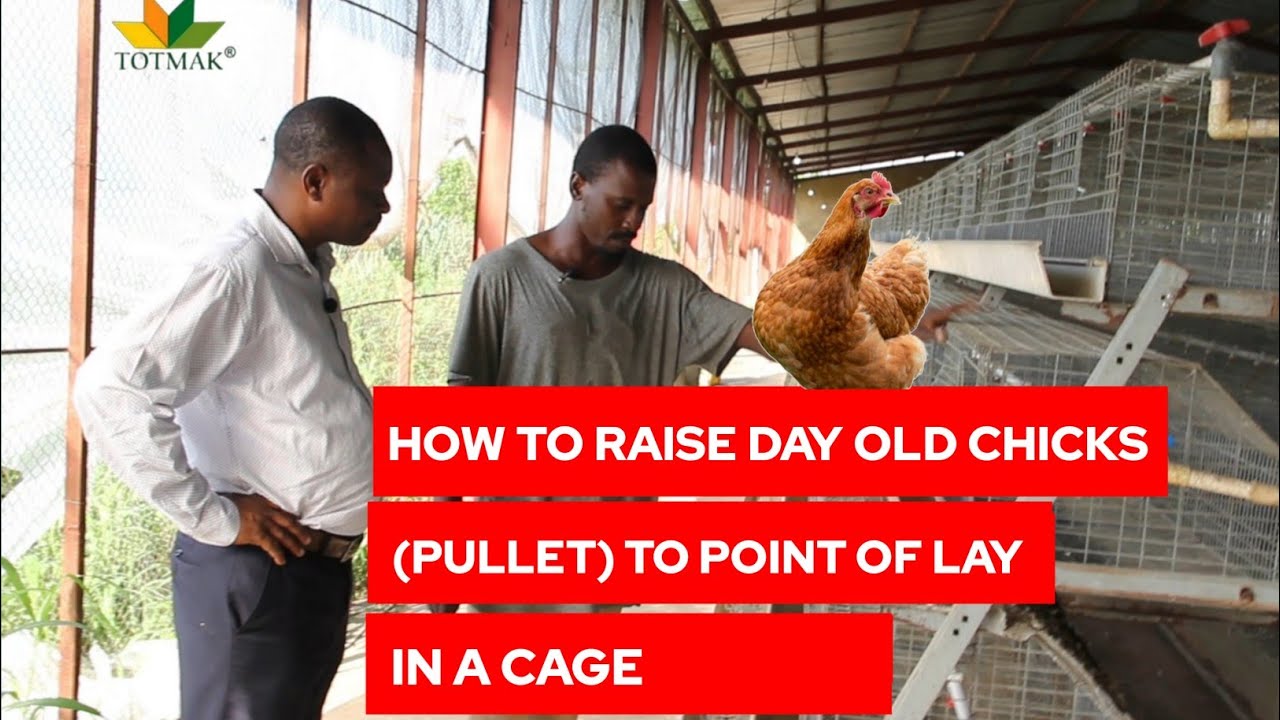 HOW TO RAISE DAY OLD CHICKS (PULLET) TO POINT OF LAY IN A CAGE