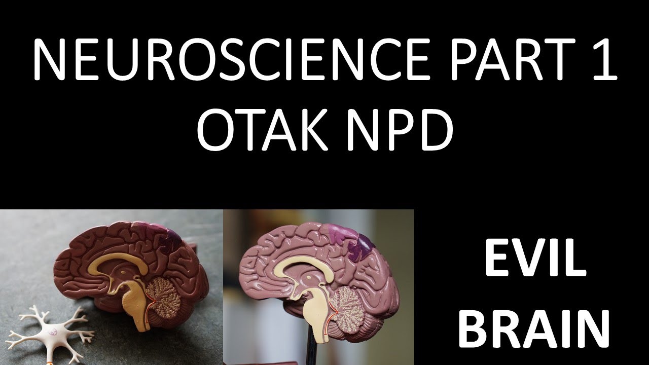 OTAK NARSISTIK PART 1 | PERBEDAAN SCAN OTAK NORMAL VS NPD | NEUROSCIENCE