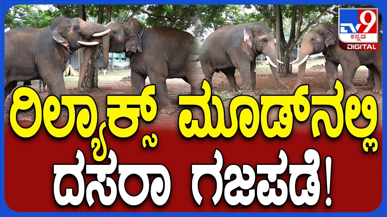 Mysore Dasara 2025: ವಿಶ್ವವಿಖ್ಯಾತ ದಸರಾಗೆ ದಿನಗಣನೆ.. ಅರಣ್ಯಭವನದಲ್ಲಿ ರಿಲ್ಯಾಕ್ಸ್ ಮೂಡ್​ನಲ್ಲಿ ದಸರಾ ಗಜಪಡೆ