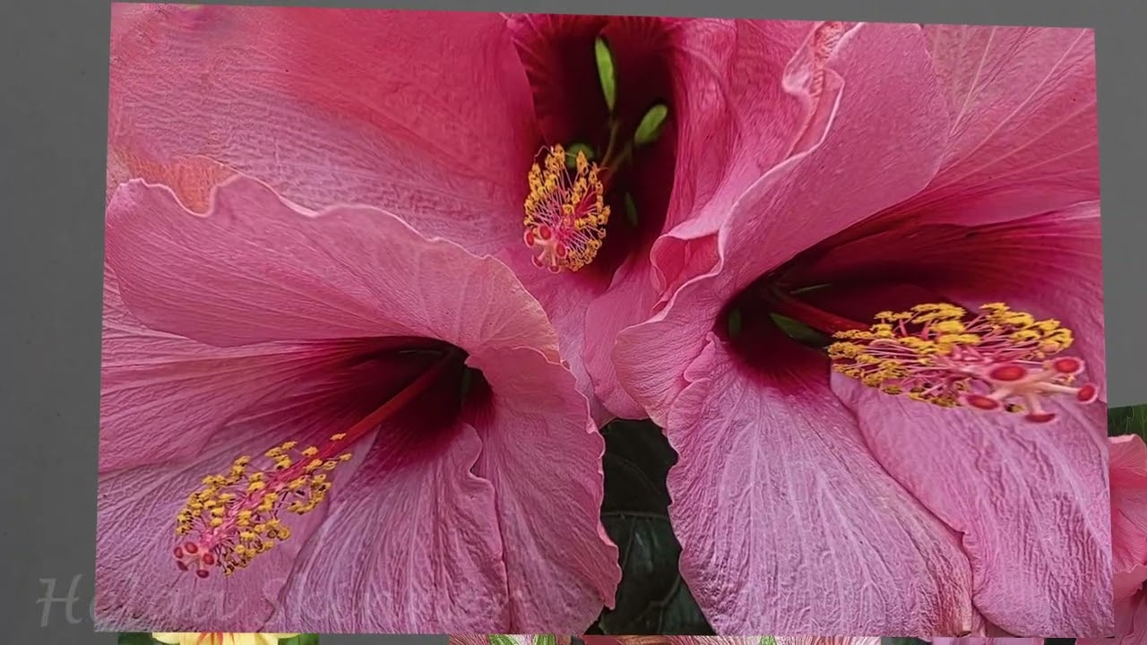 Cookeville Camera Club | Johnson Nursery Field Trip | 2024
